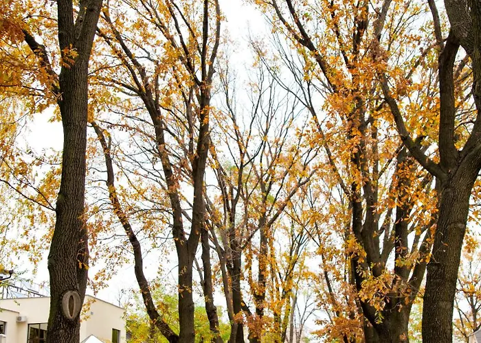 Біла Акація